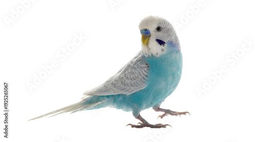 a clear photograph of a bright blue and white budgie perched on its feet against a transparent background, facing left with its head turned to look back.