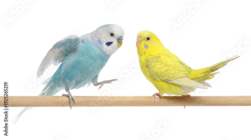 Fényképezés two budgies, a blue and white male and a yellow female, perched on a wooden rod with a transparent background, looking at each other