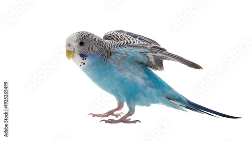 a vivid blue budgie bird photographed against a transparent background, displaying its wings as if about to fly or stretch.