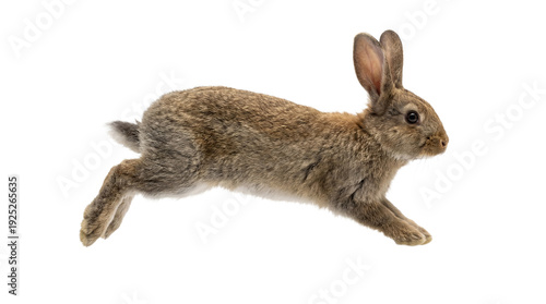 a nimble brown rabbit captured mid-leap on a transparent background for design flexibility.