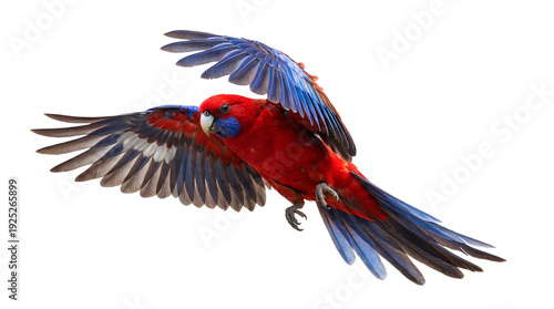 Tableau sur toile a vibrant crimson rosella parrot in mid-flight, showcasing its striking blue and red plumage against a transparent background, captured in a dynamic pose
