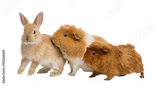 Fotografía a light brown rabbit leans in to interact with two guinea pigs, one white and ginger and the other textured ginger, on a transparent background, emphasizing their gentle nature and companionship