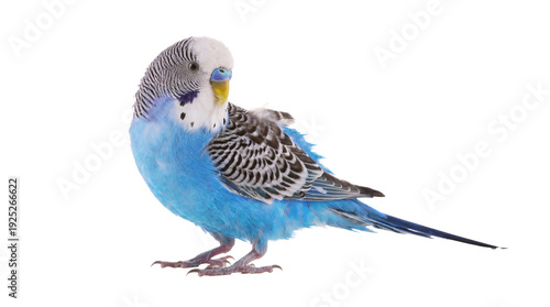 Bild auf Leinwand transparent png image of a vivid blue budgerigar with detailed feather patterns, isolated on a transparent background, ready for versatile design applications across digital and print media