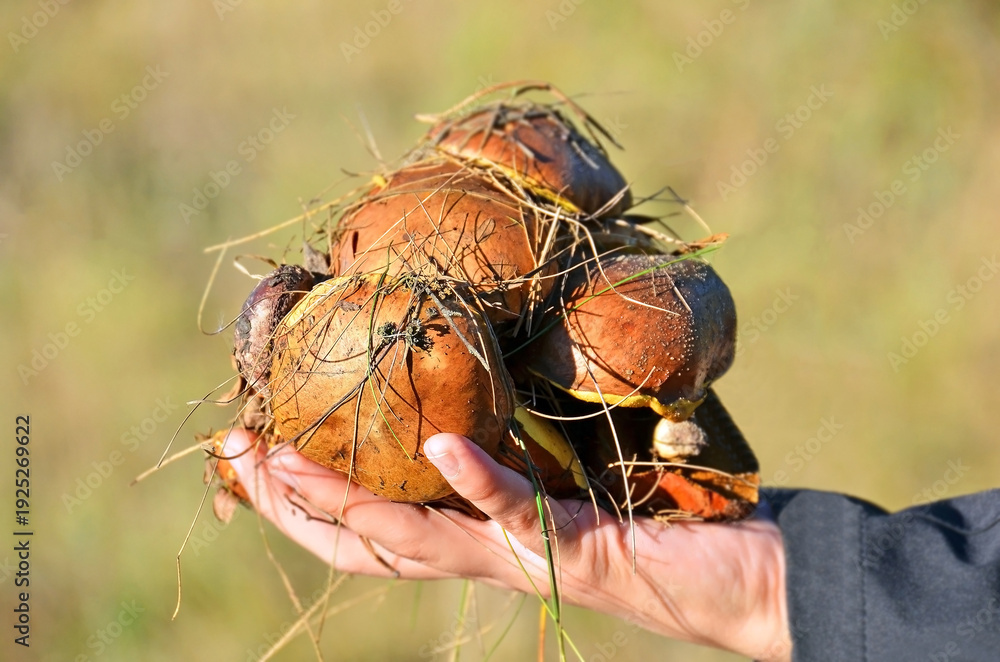 Fototapeta premium Wild boletus edulis mushroom in hand
