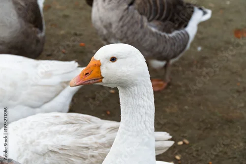 Fototapeta gęsi kaczki i inne ptactwo