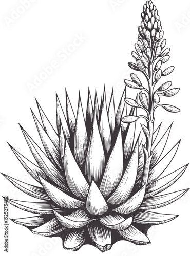 Monochrome of a flowering agave plant with spiky leaves bloom succulent