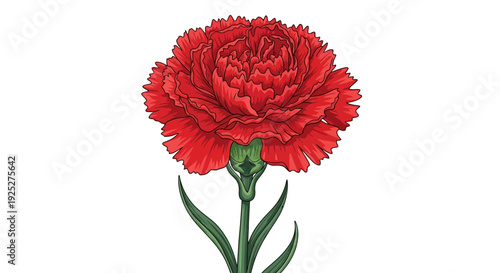 Vibrant red carnation flower illustration on white background.