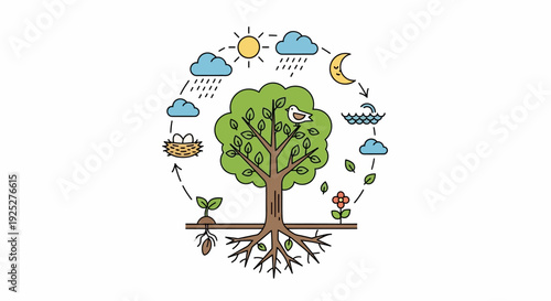 Tree life cycle, nature, growth, seasons, water cycle, ecosystem, sustainability, environment
