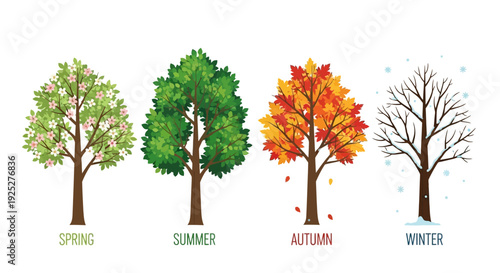 Four Seasons Tree: Spring, Summer, Autumn, Winter Cycle