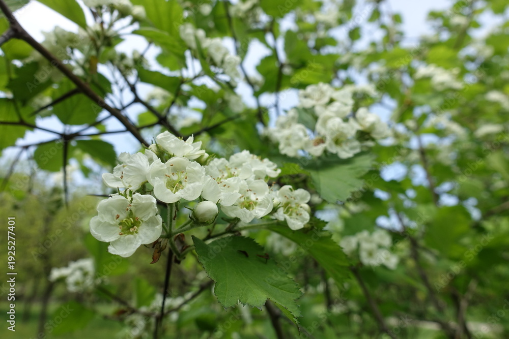 Fototapeta premium Simple white flowers of Crataegus submollis in mid May