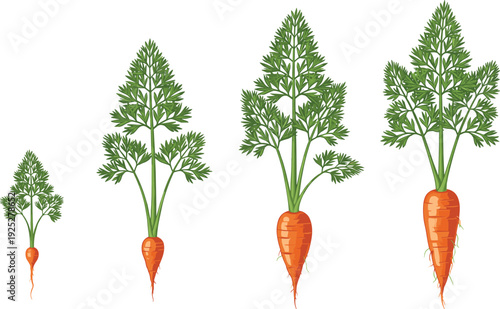 Carrot growth stages vector illustration organic vegetable development timeline fresh farm food agriculture root plant lifecycle isolated design concept