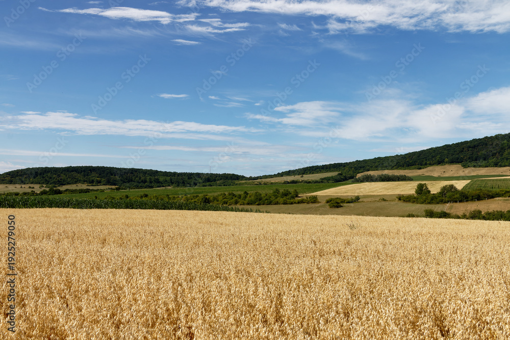 Fototapeta premium Golden wheat field under a vast blue sky with scattered clouds and rolling green hills
