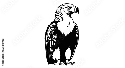 Black and White Illustration of Eagle.