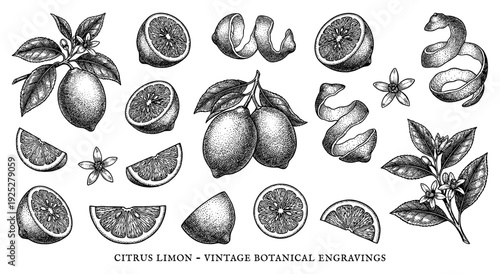 Lemon collection with citrus fruit slice and peel set