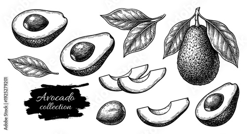 Avocado set in vintage botanical engraving style