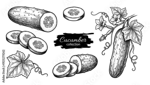 Cucumber with slices and flowers vintage engraving