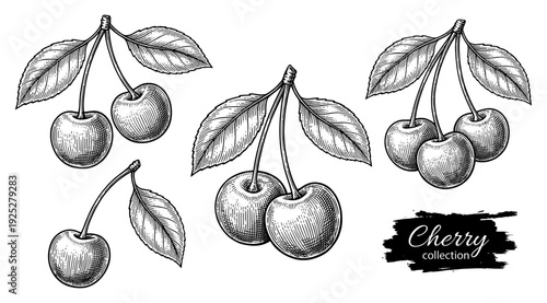 Cherry with leaf in vintage engraving style