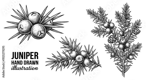 Juniper branch with berries in vintage engraving style