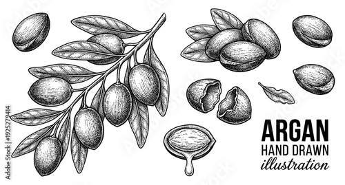 Argan branch and nuts in vintage engraving style