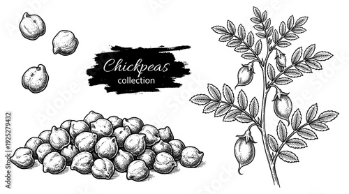 Chickpeas and plant branch in vintage engraving style
