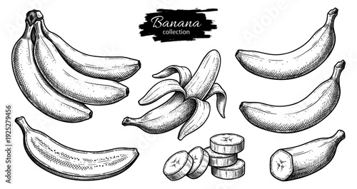 Banana fruit and slices in vintage engraving style