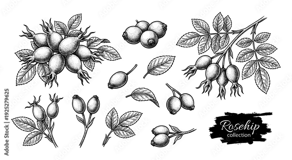 Fototapeta premium Rosehip branch and berries in vintage engraving style