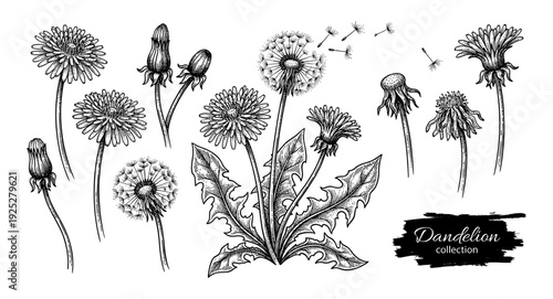Dandelion flower and leaves in vintage engraving style