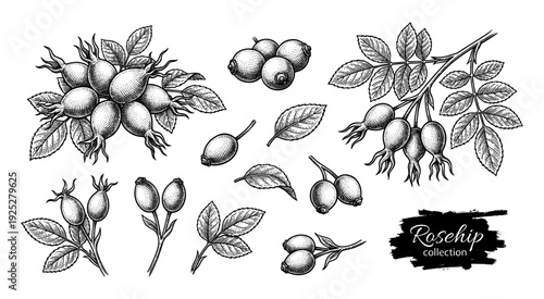 Rosehip branch and berries in vintage engraving style