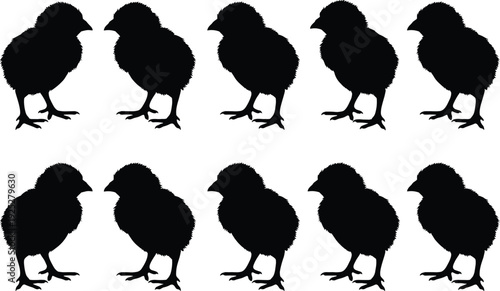 Chick silhouette set illustration, baby chicken black icons isolated on white background for farm poultry design collection