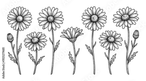 Daisy flower and chamomile set in vintage engraving style