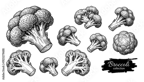 Broccoli florets and slices in vintage engraving style
