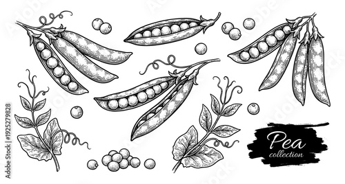 Green pea pods and seeds in vintage engraving style