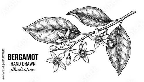 Bergamot branch and flowers in vintage engraving style