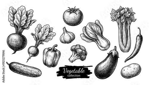 Vegetable collection set in vintage engraving style