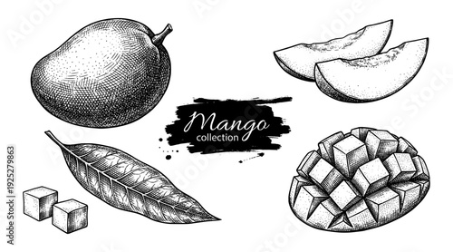 Mango fruit and slices in vintage engraving style