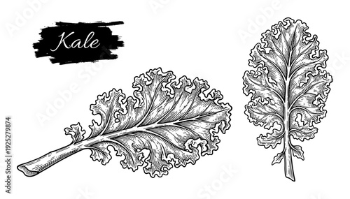 Kale leaves in vintage engraving style