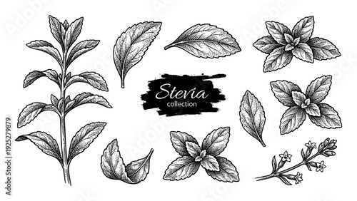 Stevia plant leaves and flowers in vintage engraving style