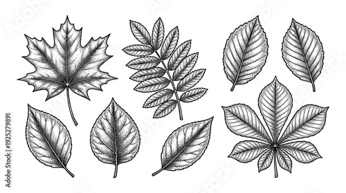 Tree leaf collection set in vintage engraving style
