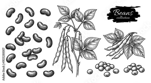 Beans and plant branch in vintage engraving style