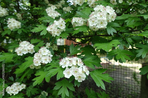Multiple white flowers in the leafage of one-seed hawthorn in mid May