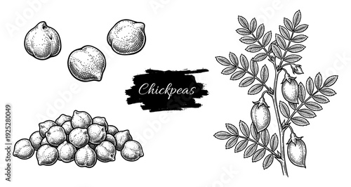 Chickpeas and plant branch in vintage engraving style