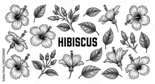 Hibiscus flower and leaves collection in vintage engraving style