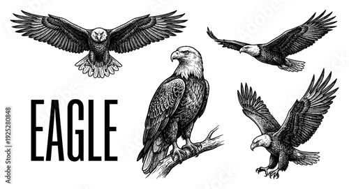 Eagle collection set in vintage engraving style
