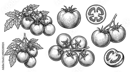 Tomato fruit and cherry cluster collection in vintage engraving style