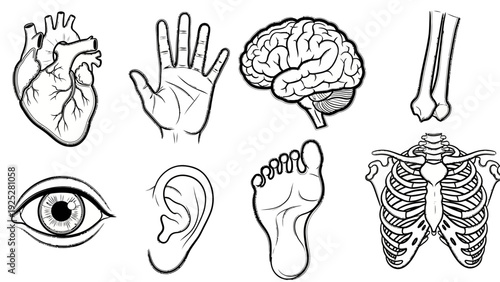 Detailed Anatomical Drawings of Human Body Parts.