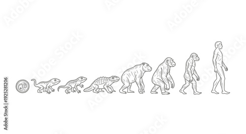 Evolution of Human from Primate Stages.