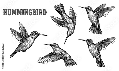 Flying hummingbird collection in vintage engraving style