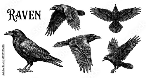 Flying and perched raven collection in vintage engraving style