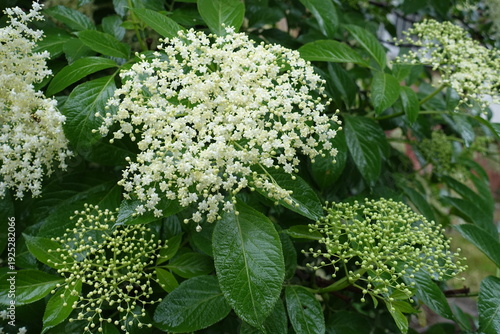 Closed buds and white flowers of European black elderberry in June