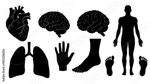 Human Body Parts Silhouettes Illustration.